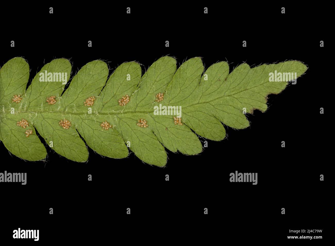 Long Beech Fern (Phegopteris connectilis). Pinna Closeup Stock Photo