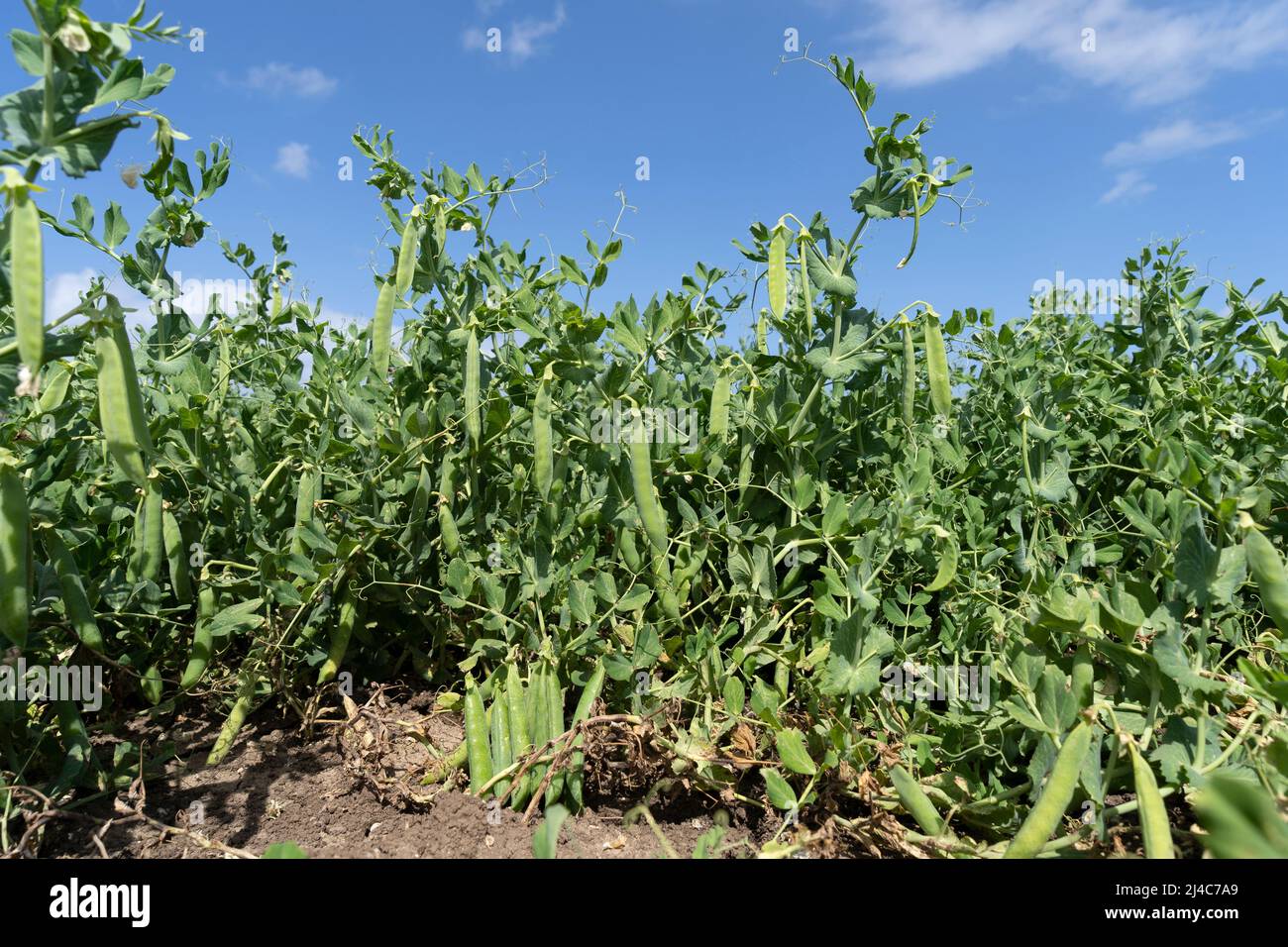 Green pea field at harvest time Stock Photo Alamy