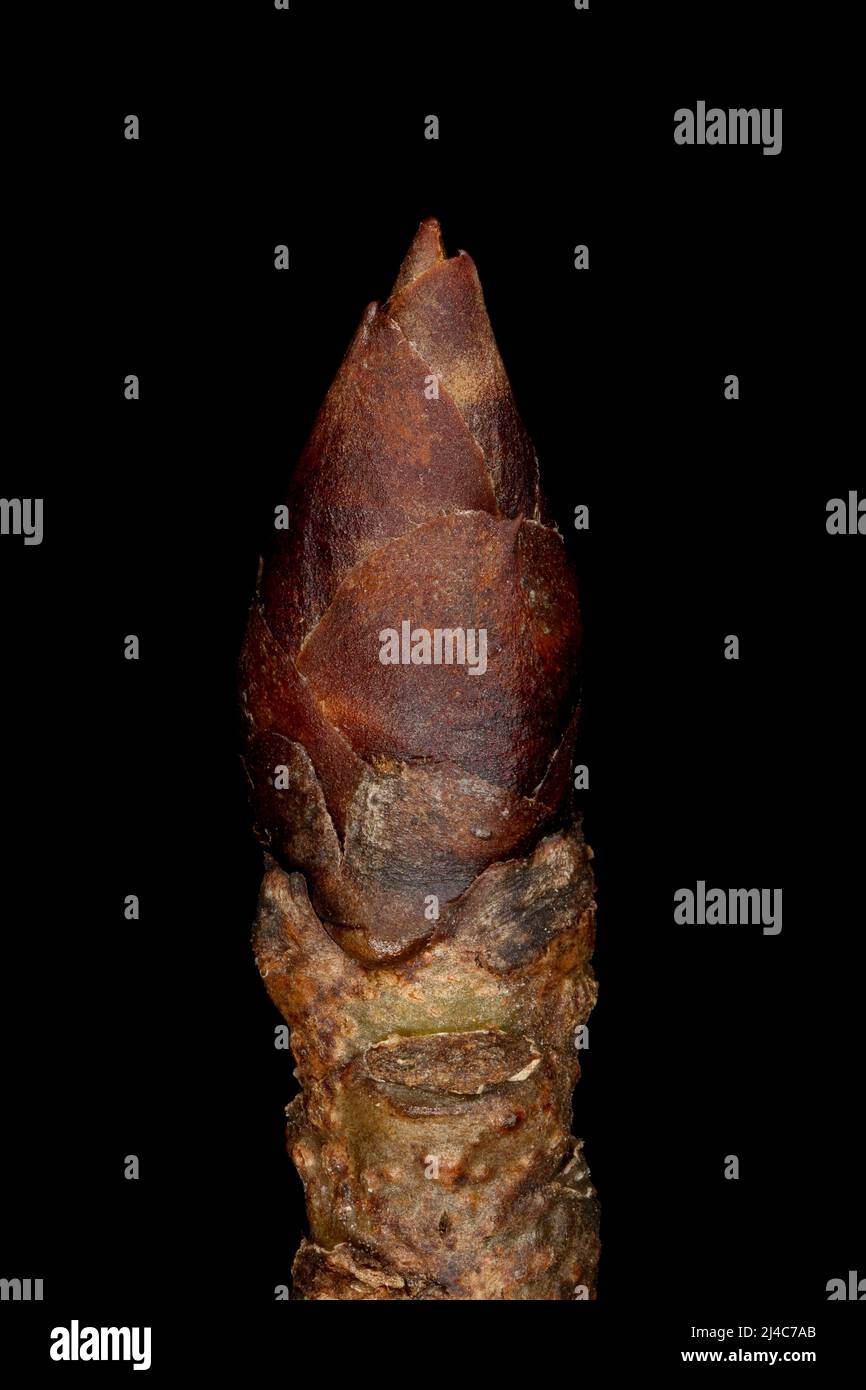 Pear (Pyrus communis). Terminal Bud Closeup Stock Photo