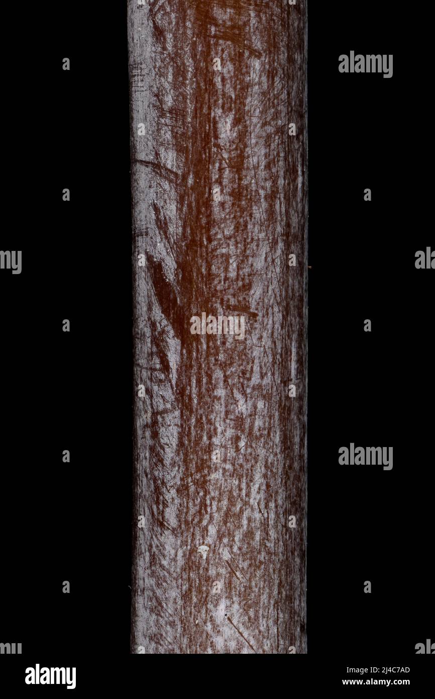 Ash-Leaf Maple (Acer negundo). Wintering Twig Detail Closeup Stock Photo