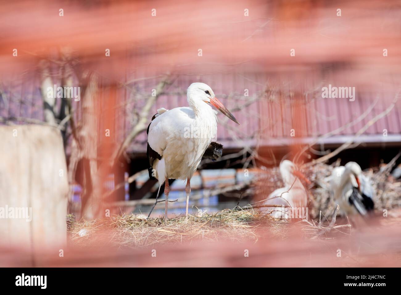 Przemysl, Poland. 12th Apr, 2022. Injured storks on the premises of the veterinary clinic 'Ada'. Credit: Christoph Soeder/dpa/Alamy Live News Stock Photo