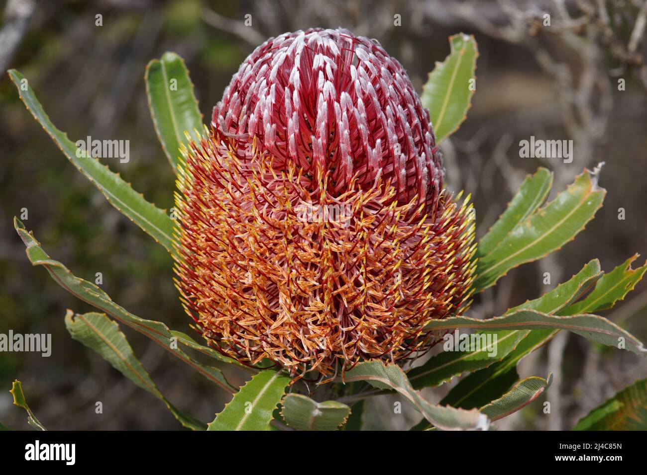 Red flower of Firewood Banksia (Banksia menziesii), Western Australia Stock Photo