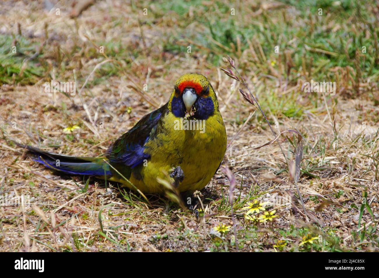 Green Rosella (Platycercus caledonicus), broad-tailed parrot from Tasmania Stock Photo