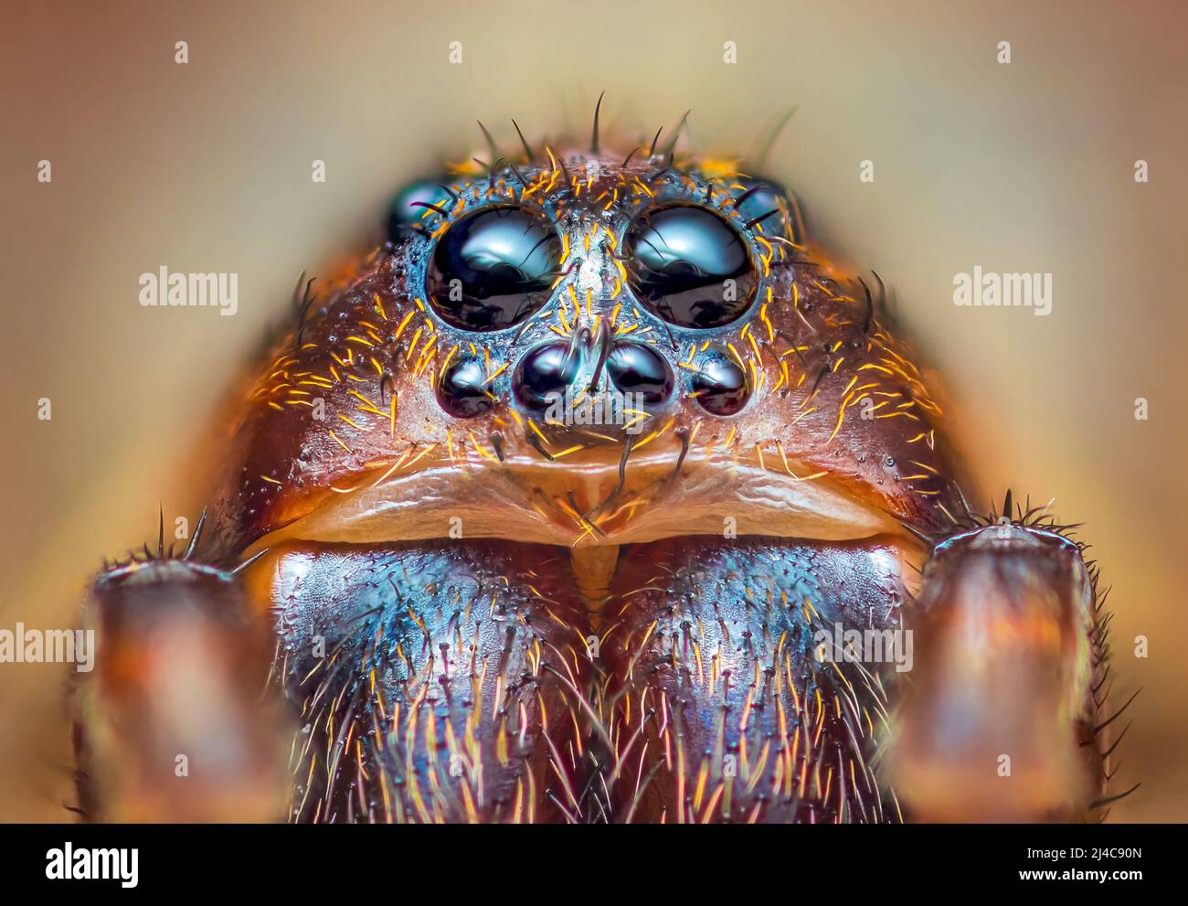 Scary portrait of Ground wolf spider, Trochosa terricola, close up ...