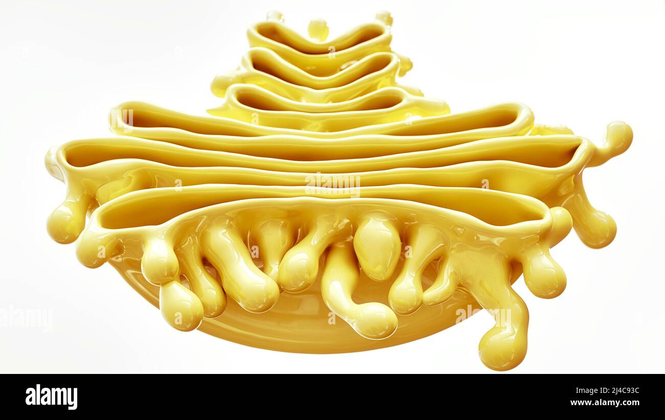 Golgi apparatus hi-res stock photography and images - Page 2 - Alamy