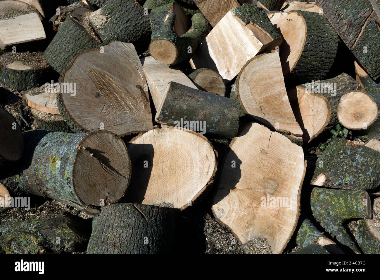 Sections of wood from a felled large ash tree, Warwickshire, UK Stock Photo