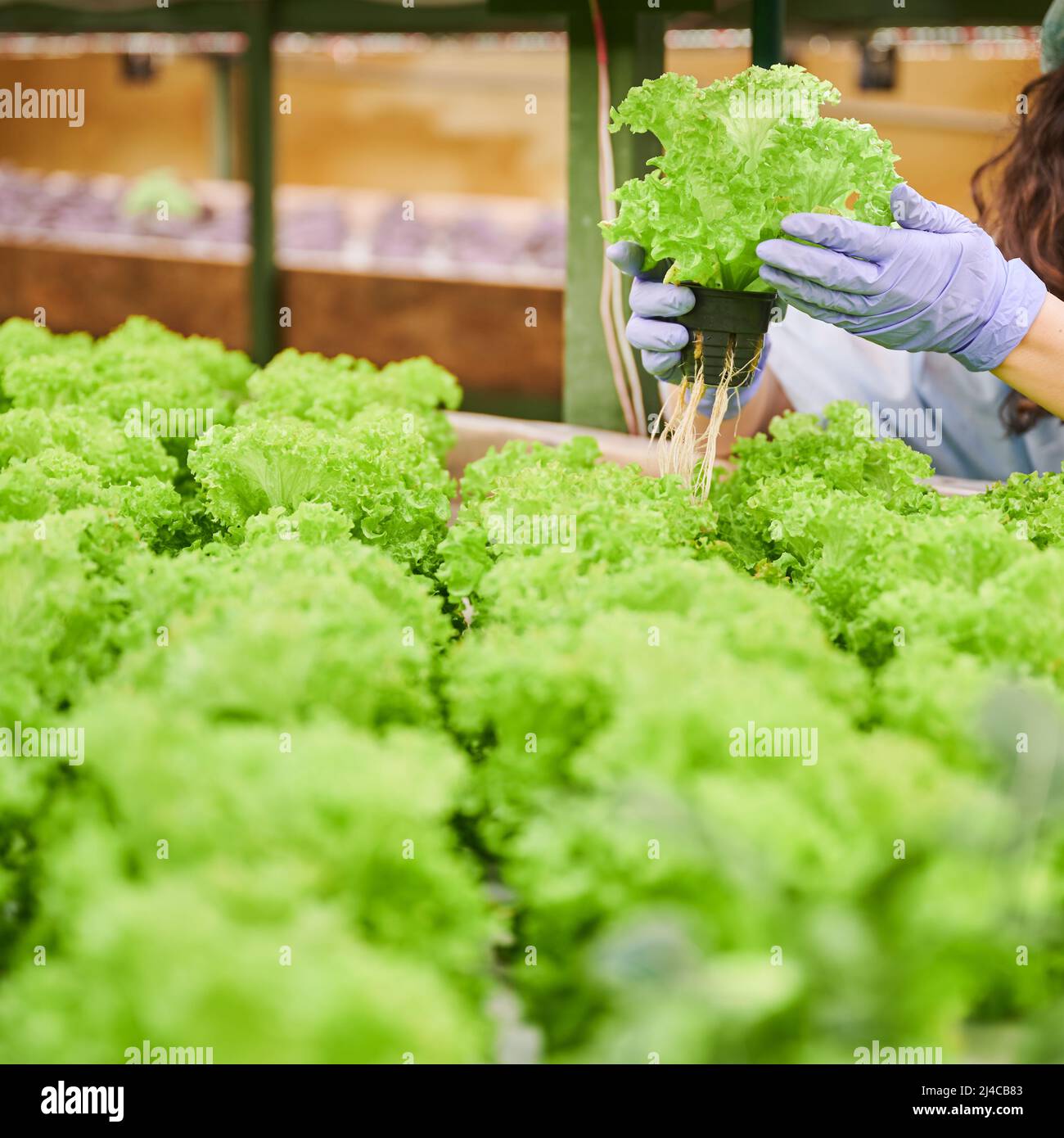 Gardener holding pot with salad seedlings in greenhouse. Close up of woman hands in sterile garden gloves checking green leafy plant. Stock Photo