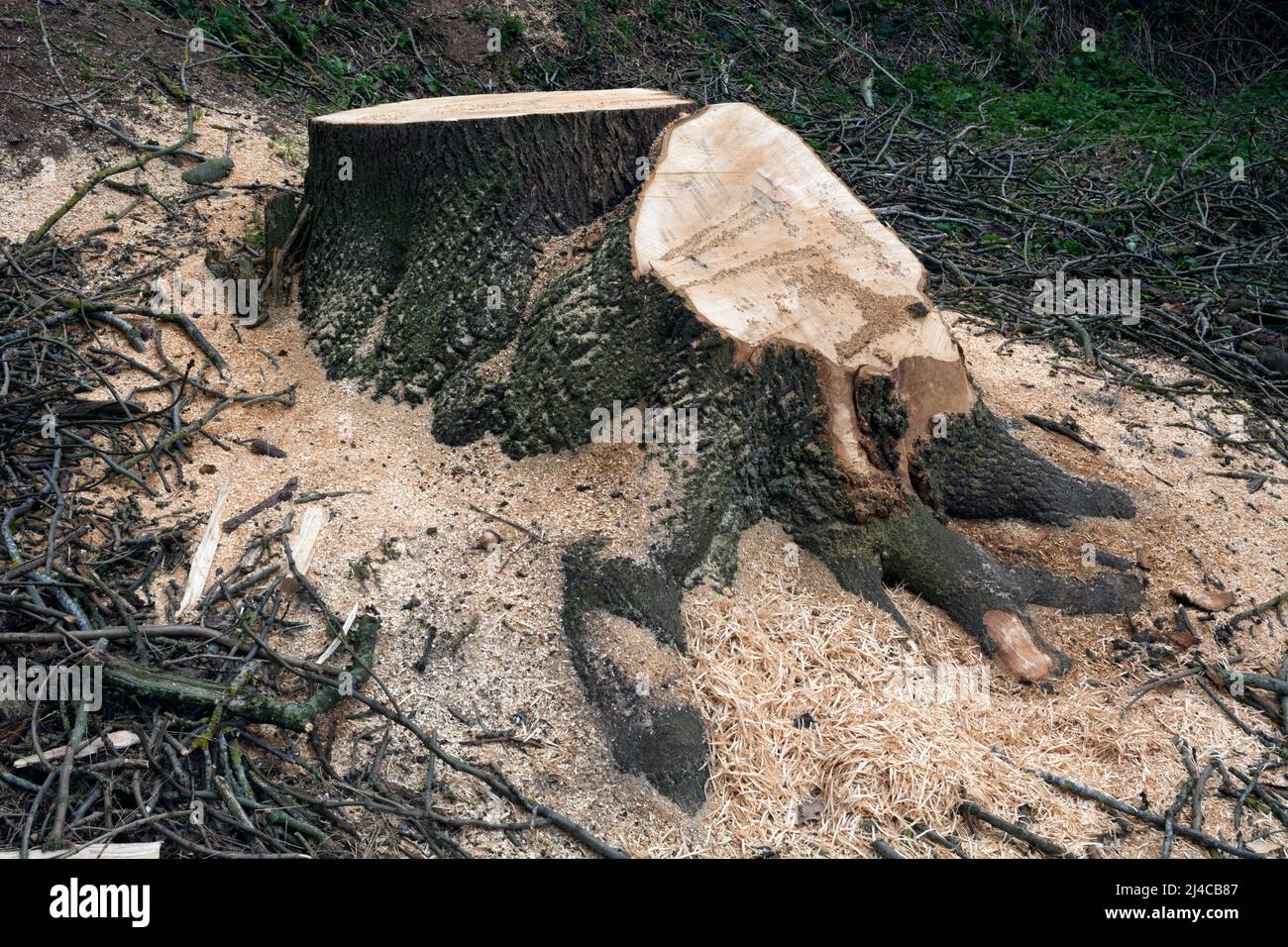 The stump of a felled large ash tree, Warwickshire, UK Stock Photo Alamy
