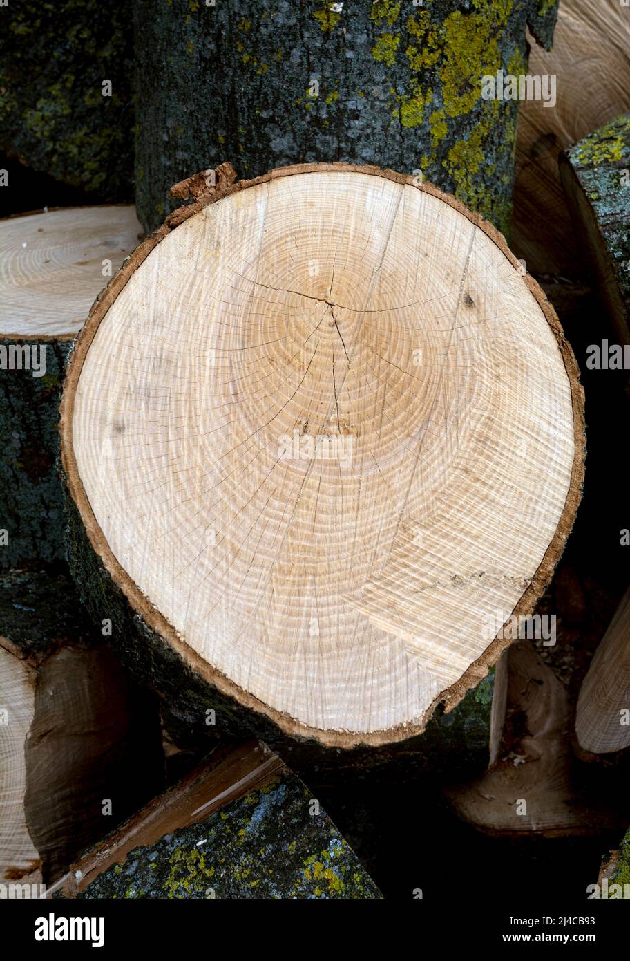 Cut ash tree logs fraxinus hi-res stock photography and images - Alamy