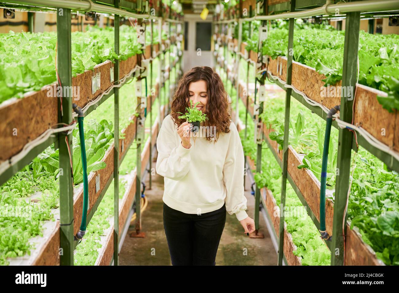 Smiling female person enjoying scent of fresh leafy greens in greenhouse. Woman holding pot with green leafy plant and smelling aromatic leaf while standing in aisle between shelves with plants. Stock Photo