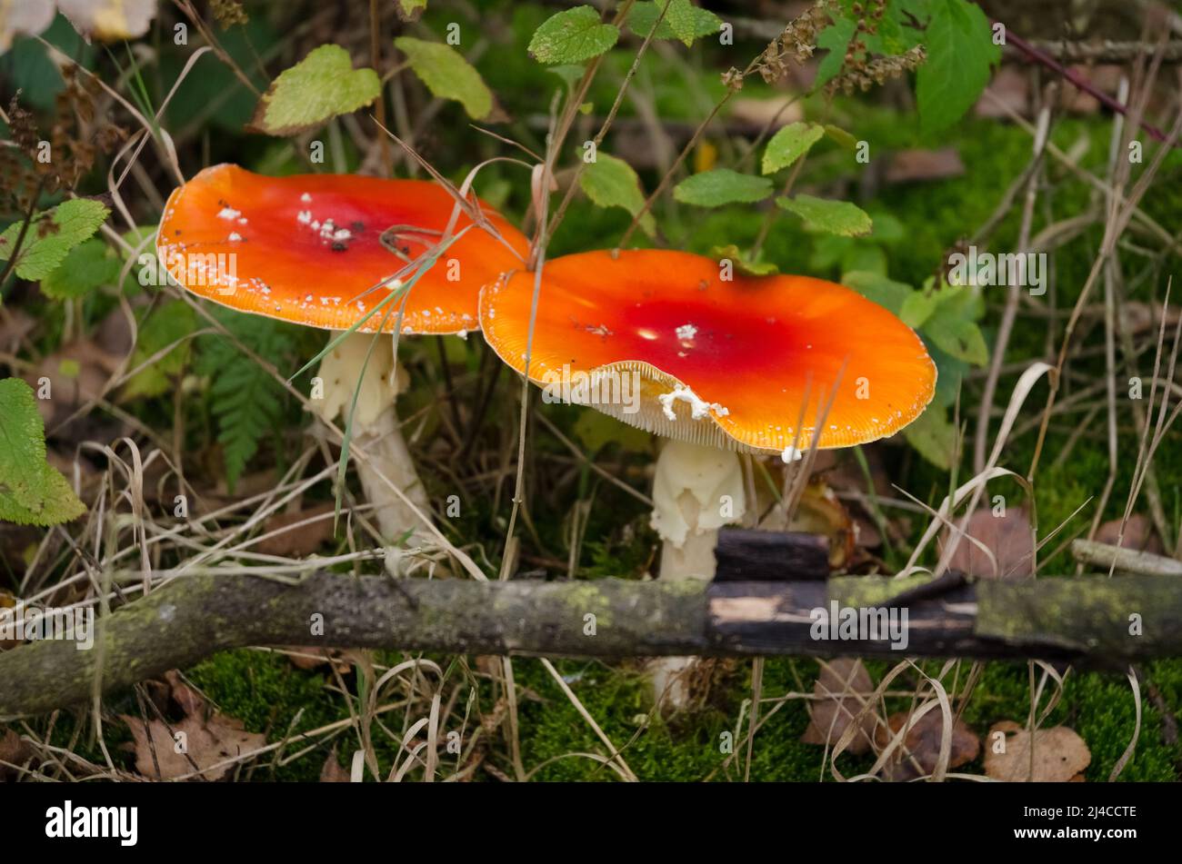 Red Amanita muscaria, known as the fly agaric or fly amanita mushrooms with  red orange flat cap and little white spots Stock Photo - Alamy