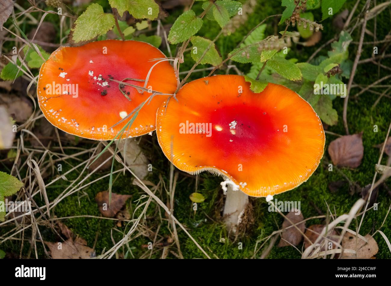 Red Amanita muscaria, known as the fly agaric or fly amanita mushrooms with red orange flat cap and little white spots Stock Photo