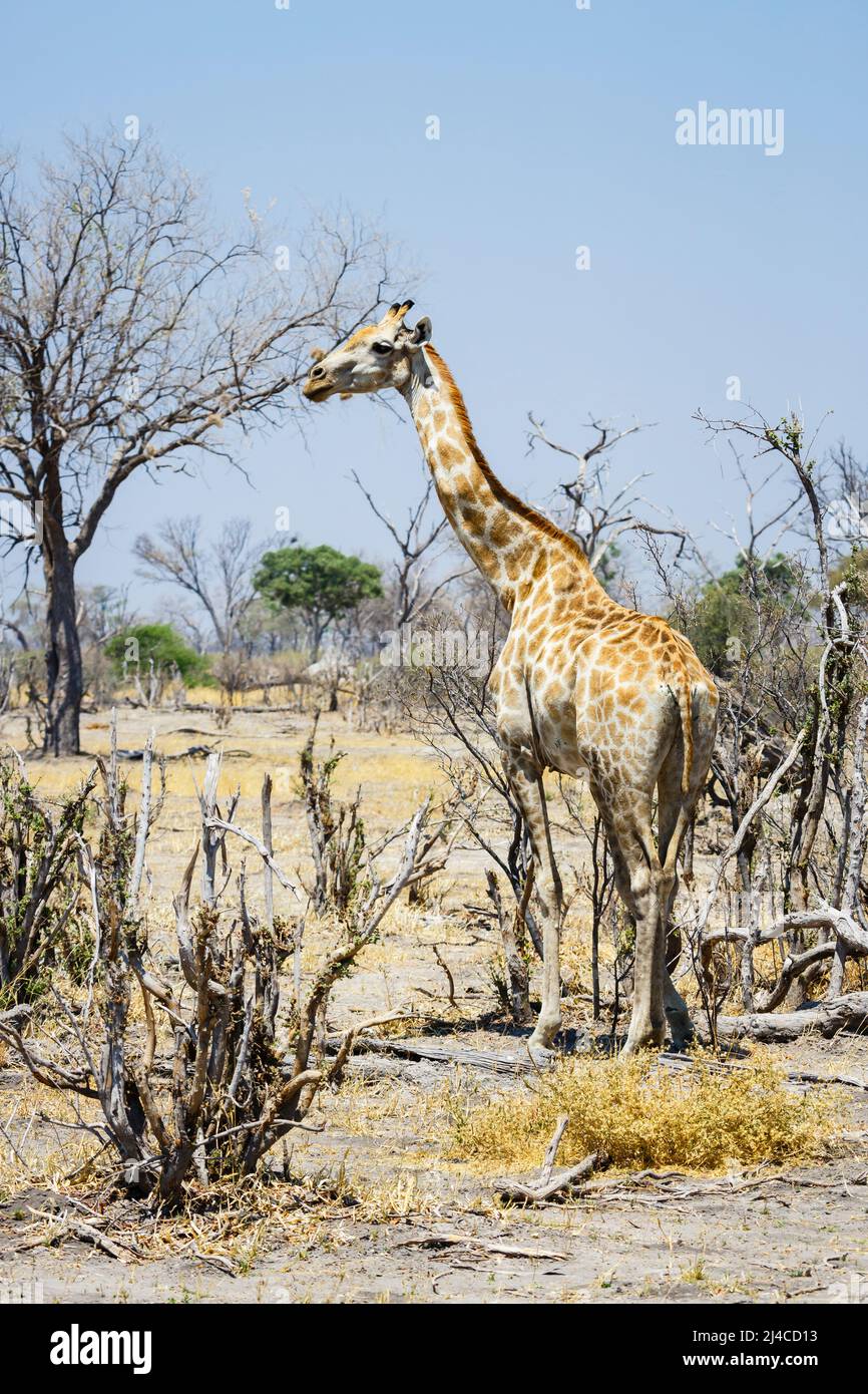 An Angolan giraffe (Giraffa camelopardalis) browses in dry scrub land in the Okavango Delta, Botswana, southern Africa Stock Photo