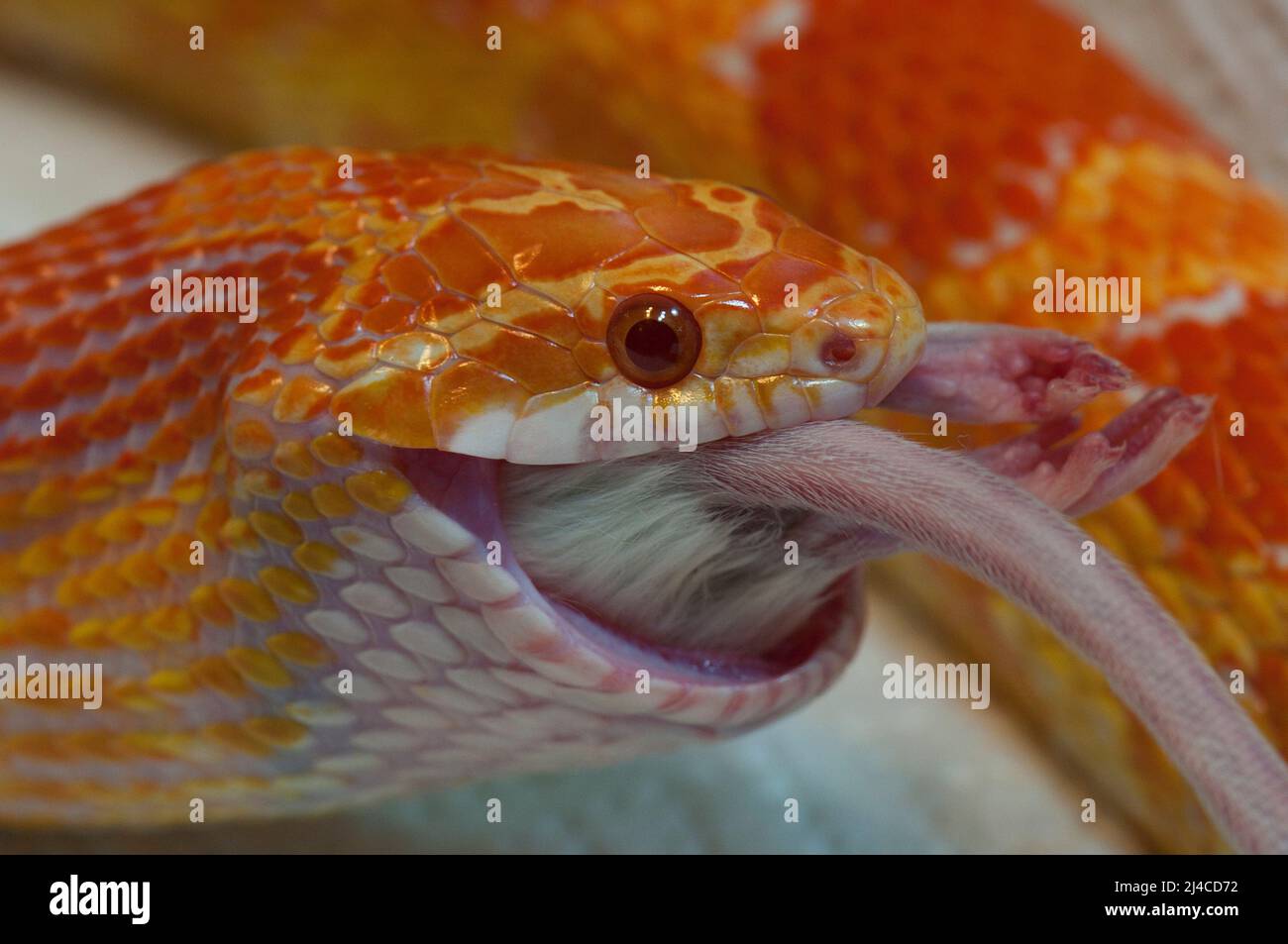 Corn snake eating a mouse Stock Photo Alamy