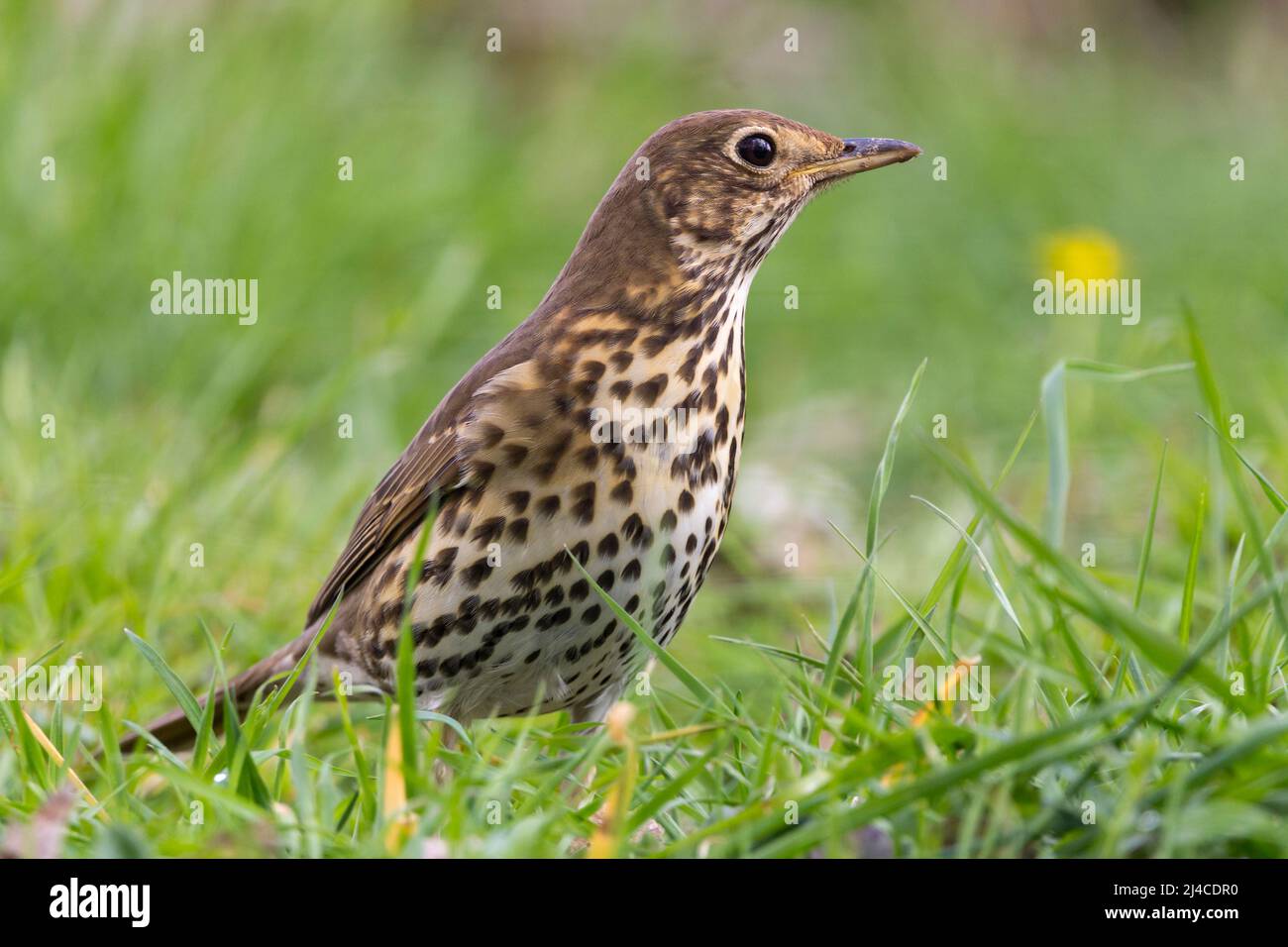 Song thrush (Turdus philomelos) Warm brown upperparts, pale undersidewith dark arrow shaped spots. Large eyes head high close up in grass meadow Stock Photo