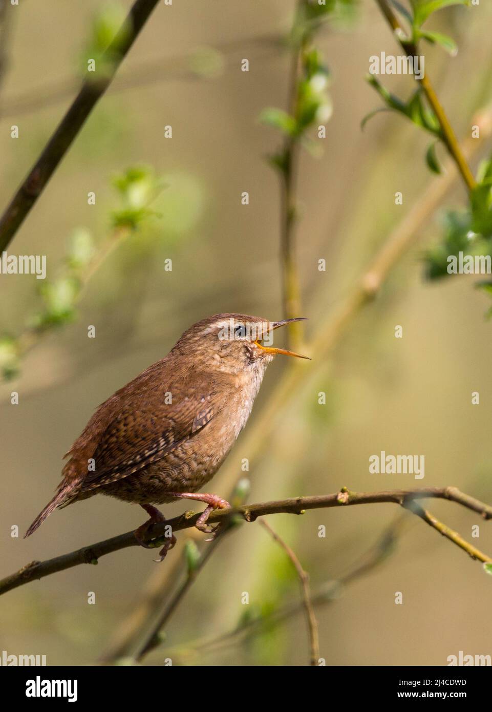 Wren (troglodytes troglodytes) small bird singing with reddish brown  plumage above buff on underside and pale stripe over eye has fine pointed bill Stock Photo