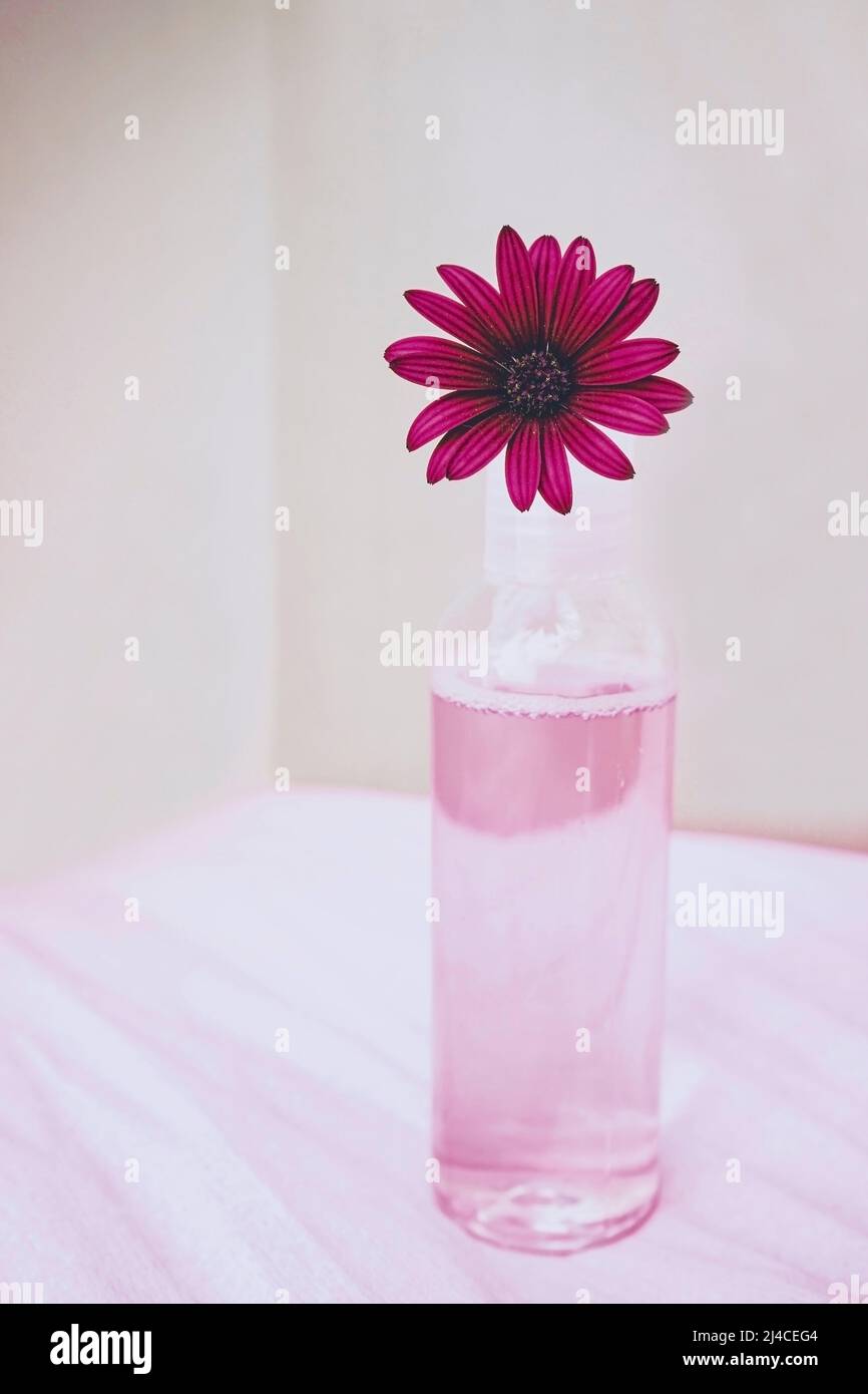 Seasonal still ife of fresh eco facial lotion with fresh flowers in pink tones Stock Photo
