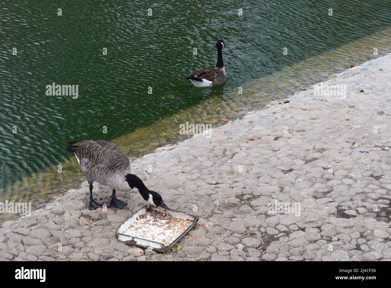 Canada gooses. Canada goose, Branta canadensis, bird on water and one bird is feeding Stock Photo