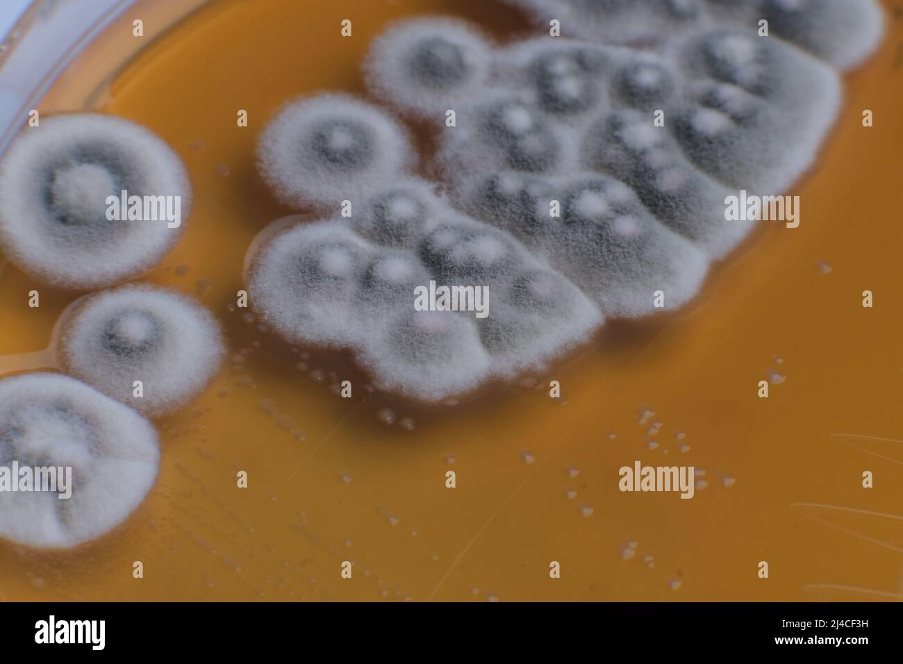 CLOSEUP PHOTO OF BACTERIA AND FUNGI GRWOTH ON AGAR MEDIA IN A PLASTIC ...