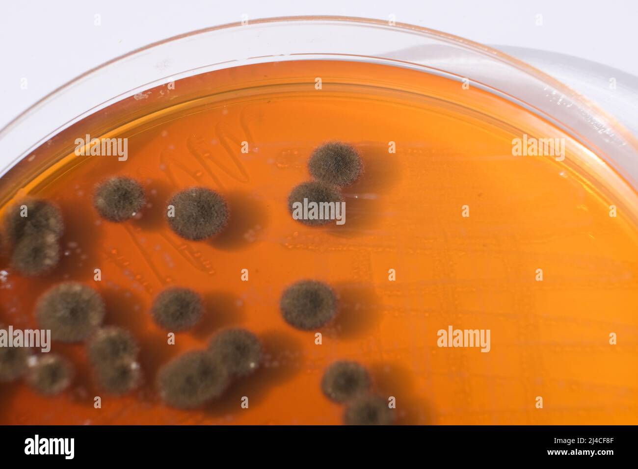 CLOSEUP PHOTO OF BACTERIA AND FUNGI GRWOTH ON AGAR MEDIA IN A PLASTIC ...