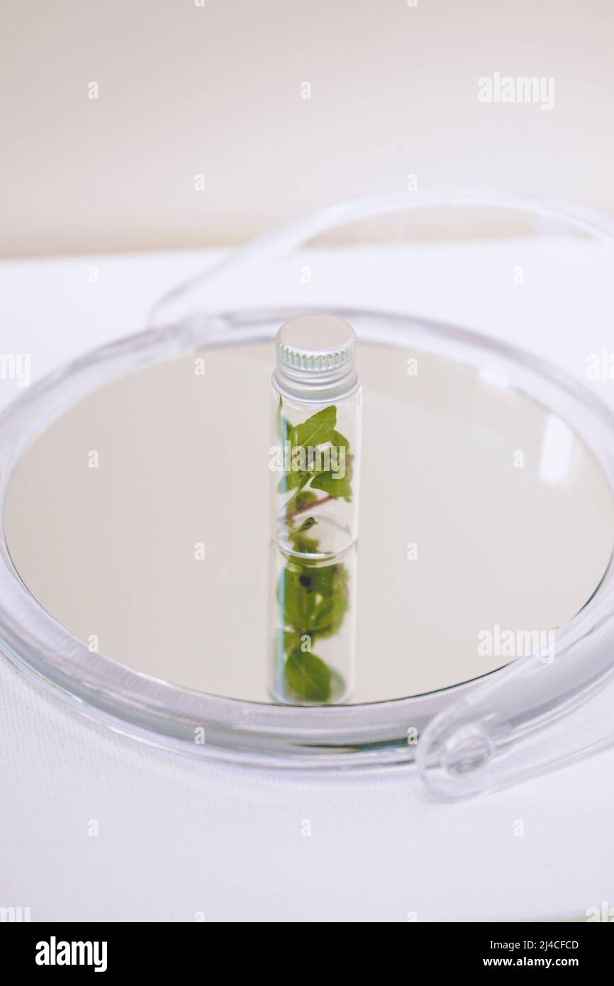 Little plant inside of a little bottle over a mirror Stock Photo