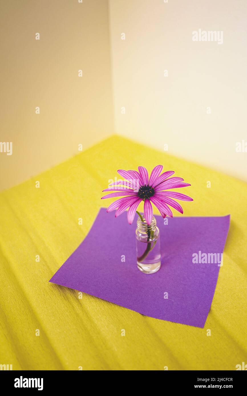 Springtime concept of a flower in a tiny bottle in yellow and purple tones Stock Photo