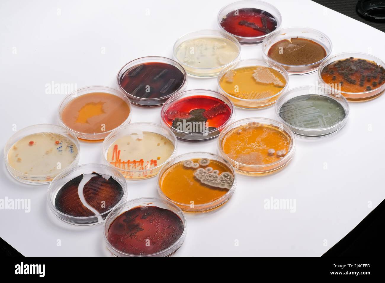 COLLECTION OF PETRI DISHES CONTAIN GROWTH OFBACTERIAL AND FUNGAL CELLS Stock Photo