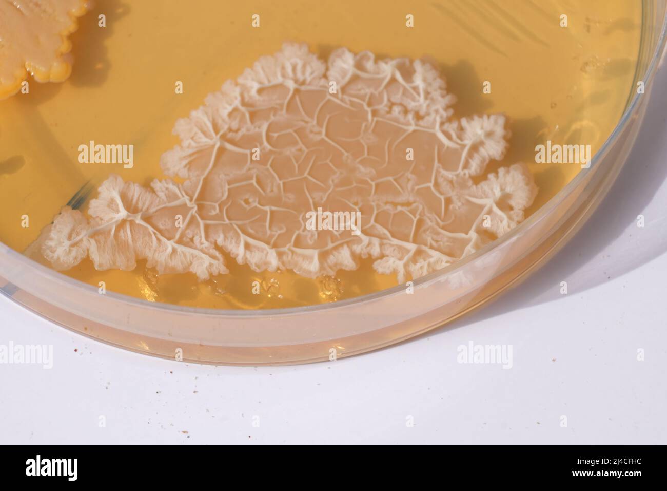 CLOSEUP PHOTO OF BACTERIA AND FUNGI GRWOTH ON AGAR MEDIA IN A PLASTIC ...