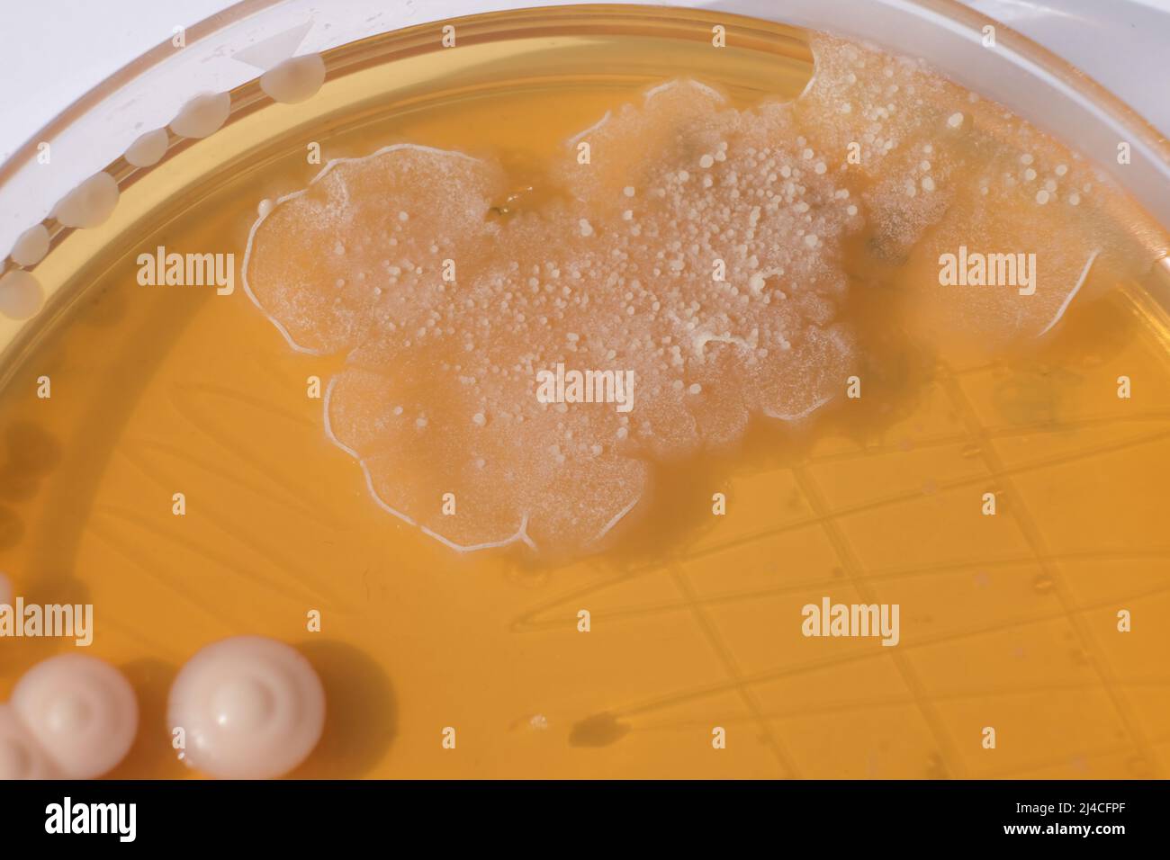 CLOSEUP PHOTO OF BACTERIA AND FUNGI GRWOTH ON AGAR MEDIA IN A PLASTIC PLATE Stock Photo