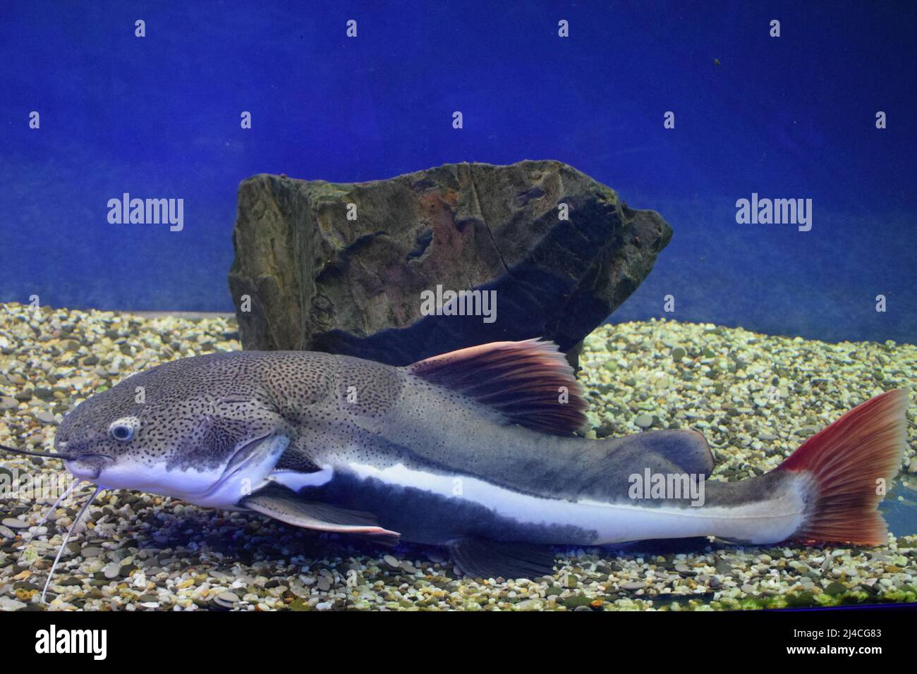 Redtail catfish (Phractocephalus hemioliopterus). Wild life animal. Stock Photo