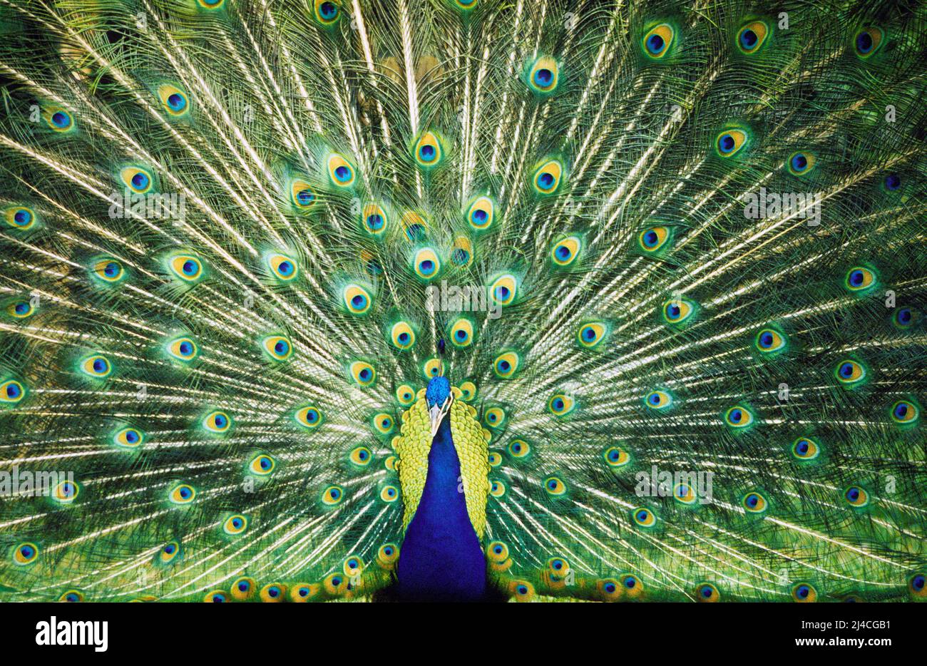 male peacock with tail feather display Stock Photo