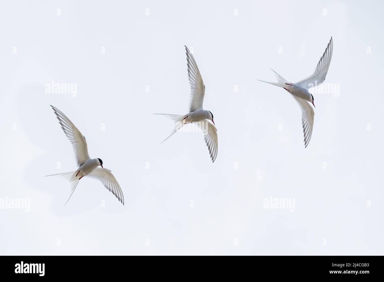 Trio of Artctic Terns flying above Stock Photo