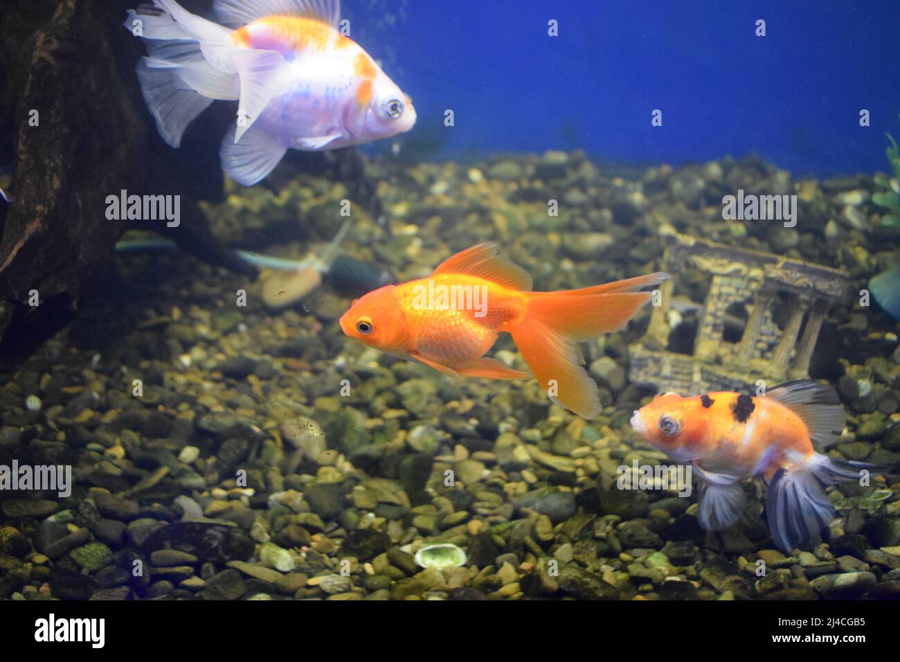 Freshwater aquarium fish, goldfish from Asia in aquarium.The goldfish on Chinese a sign brings a prosperity and good luck. Goldfish with fine beautifu Stock Photo