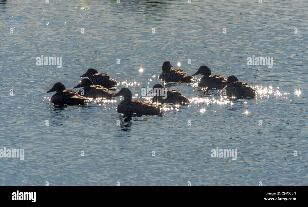 Ducks swimming with sparkling reflections Stock Photo