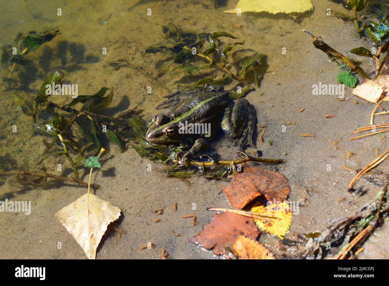 Pool frog in a forest lake. Cute and funny common green frog. Beautiful and colorful amphibian endangered by habitat loss. A green frog sitting in a w Stock Photo
