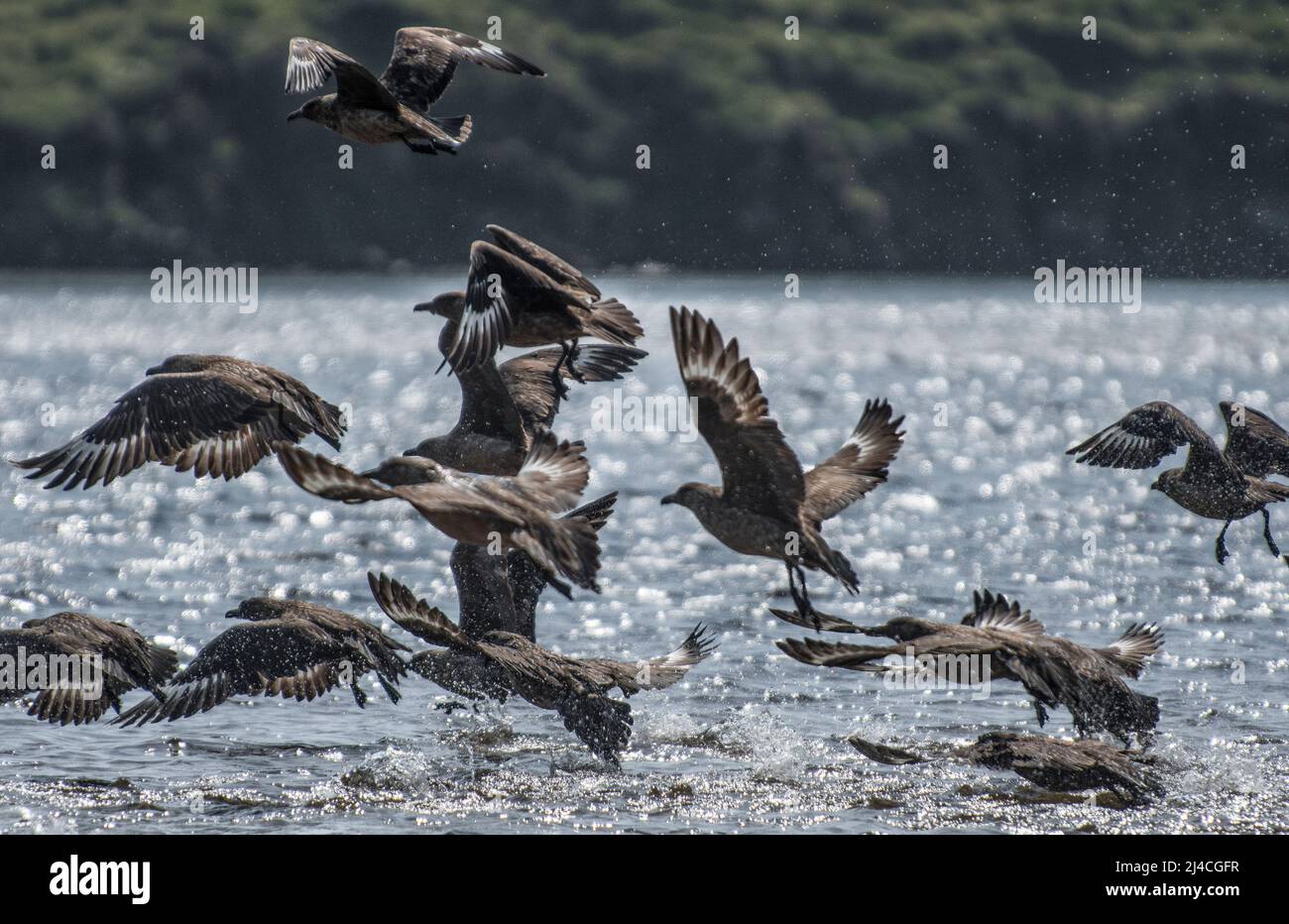 scramble among flock of bonxie or great skua in north atlantic Stock Photo