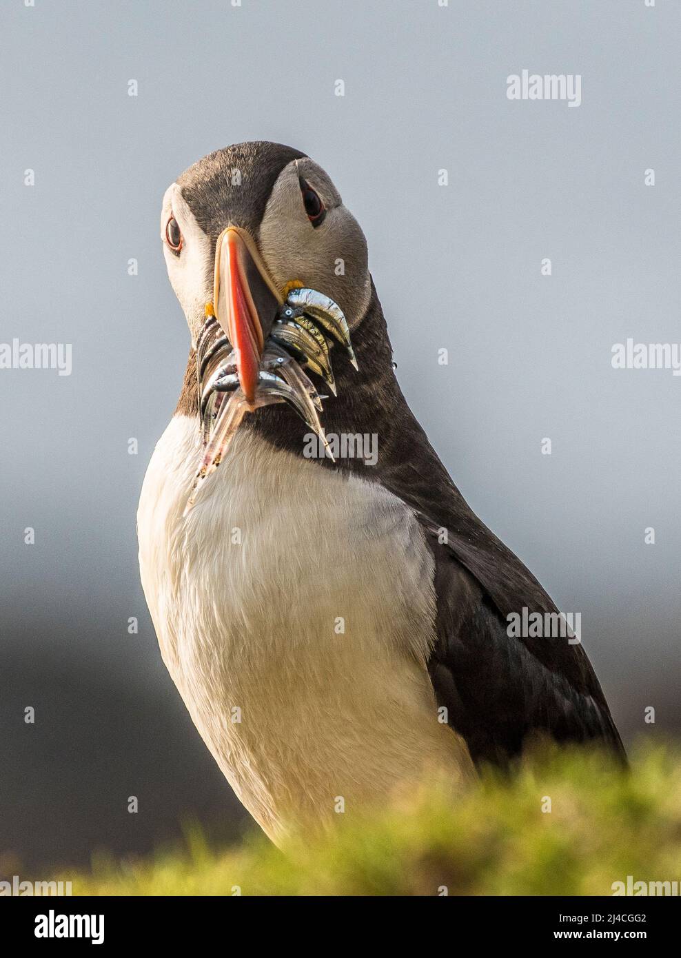 puffin with sand eel catch in beak Stock Photo
