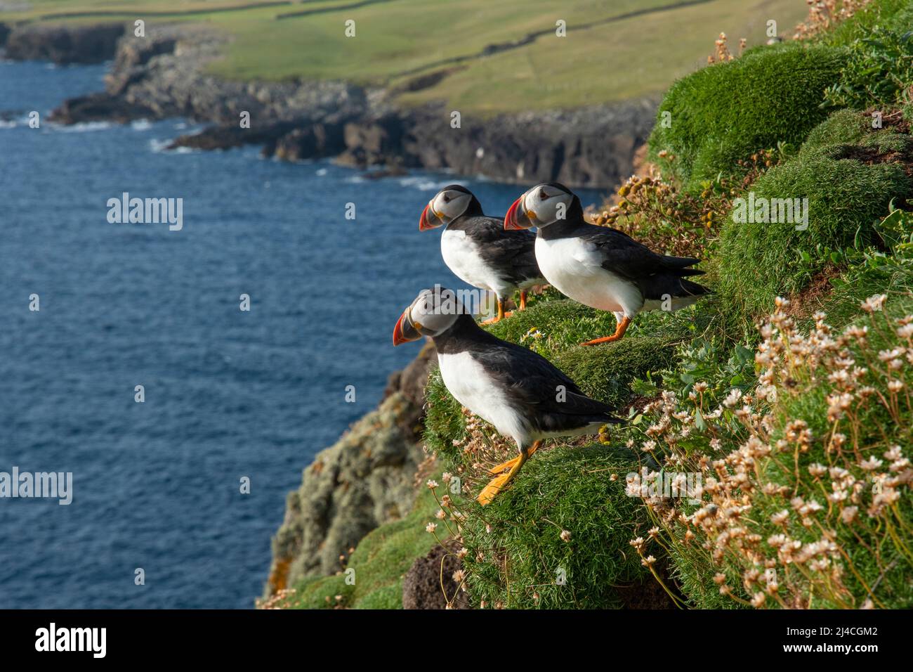 cliff top perch for puffin Stock Photo