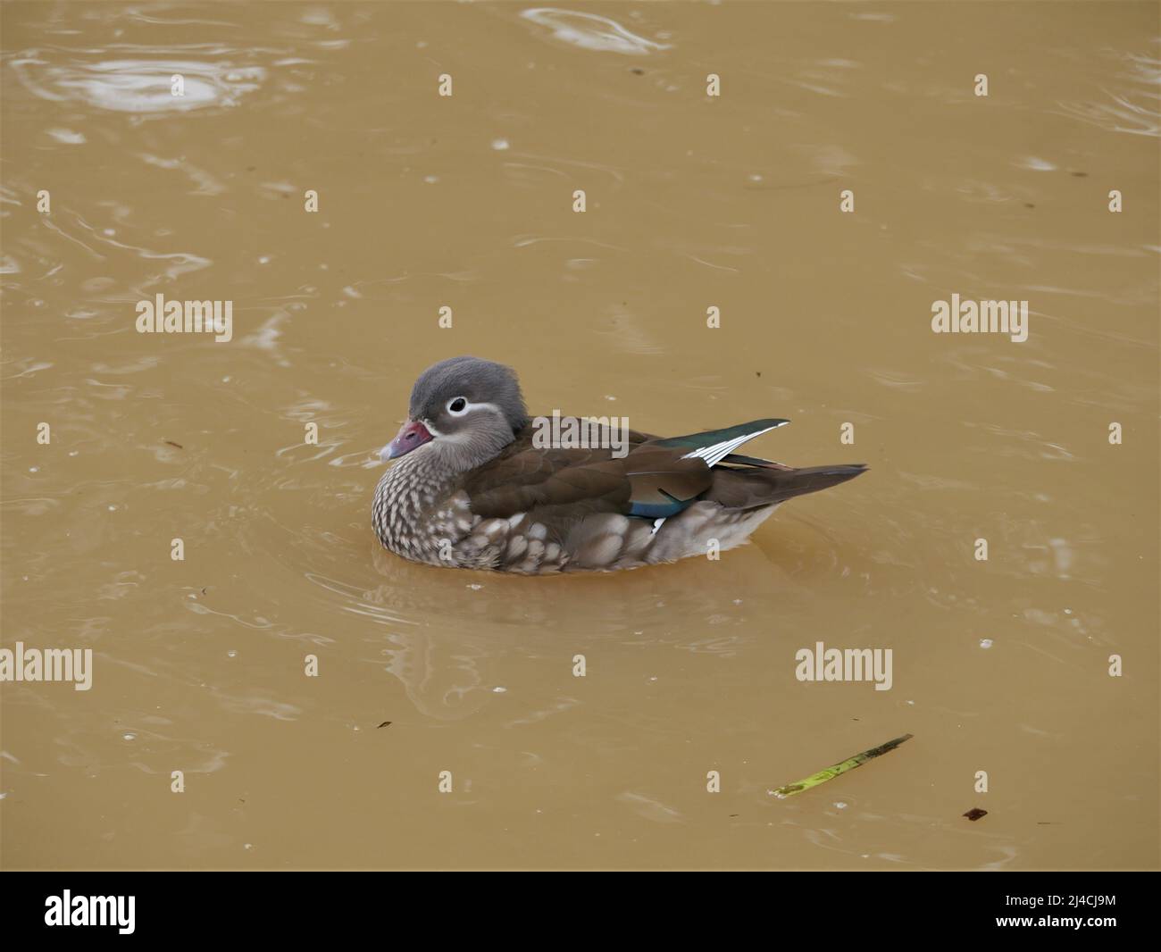 Female Mandarin Duck-Aix Galericulata on the canal in Bude, Cornwall Stock Photo