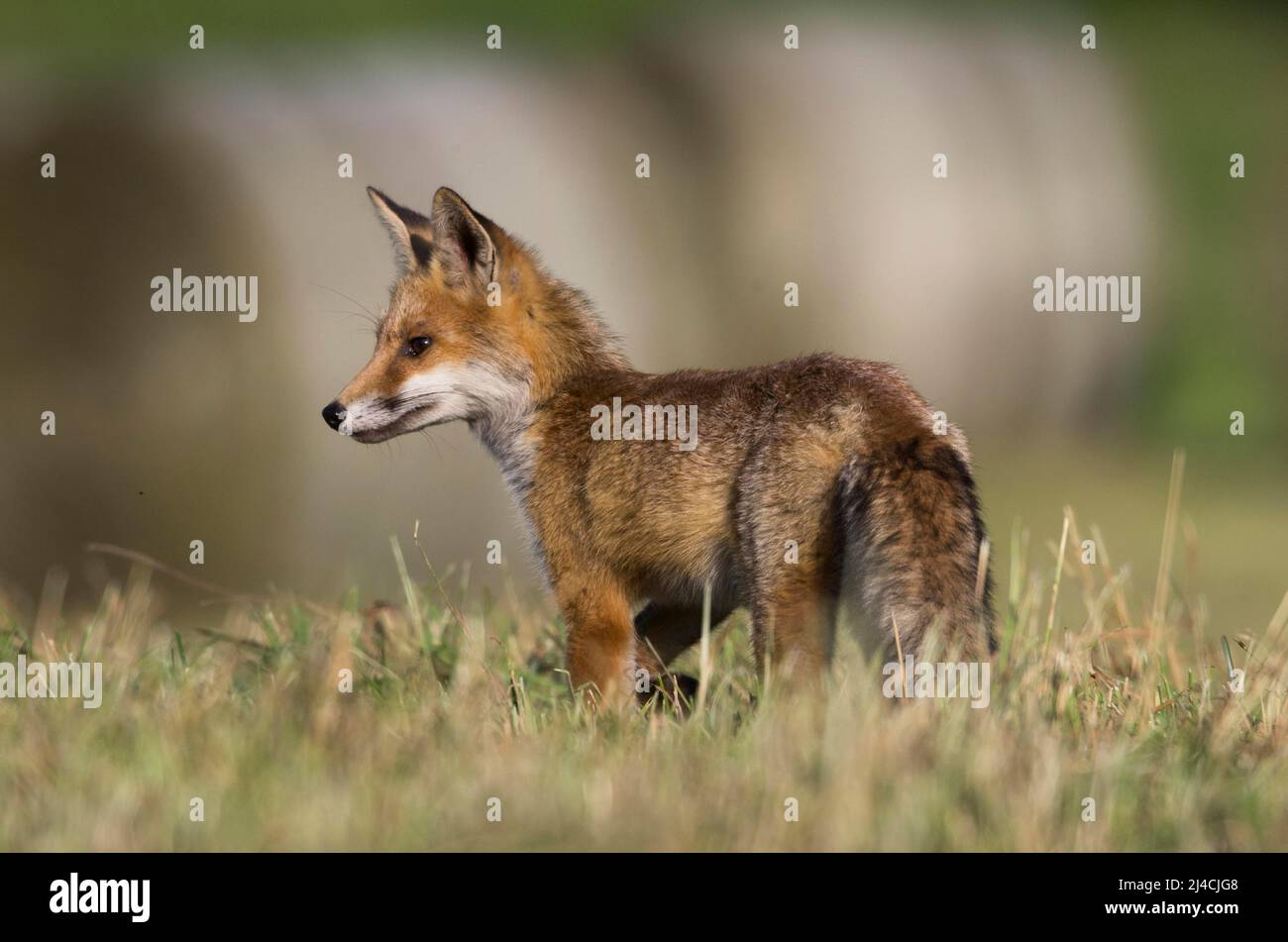 Red fox (Vulpes vulpes), young animal on the lookout, foraging, mown  meadow, Departement Haut-Rhin, Alsace, France Stock Photo - Alamy