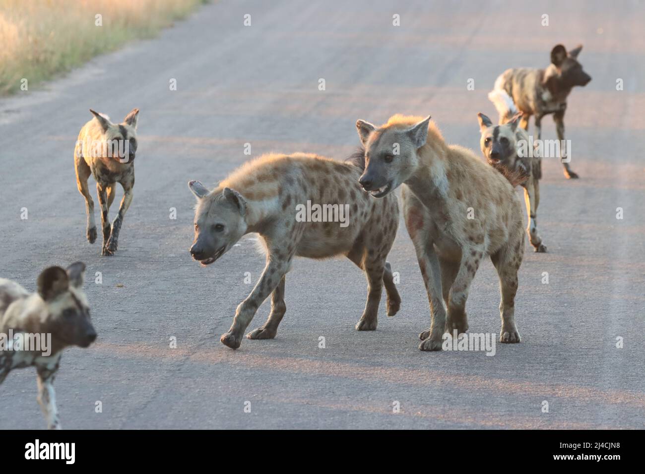Are Hyenas And Wild Dogs The Same
