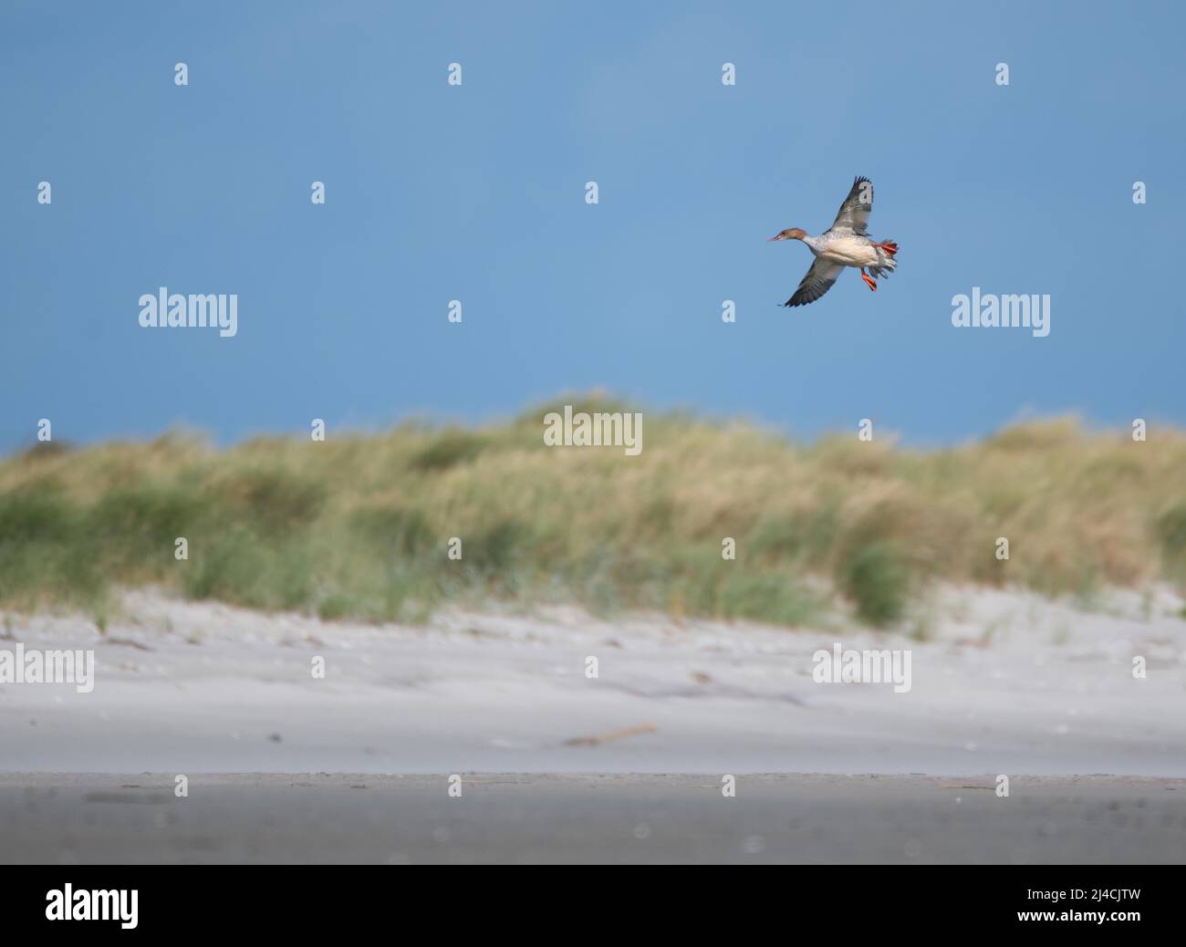 Common merganser (Mergus merganser), bird flying over the Baltic Sea beach, Vorpommersche Boddenlandschaft National Park, Mecklenburg-Western Stock Photo