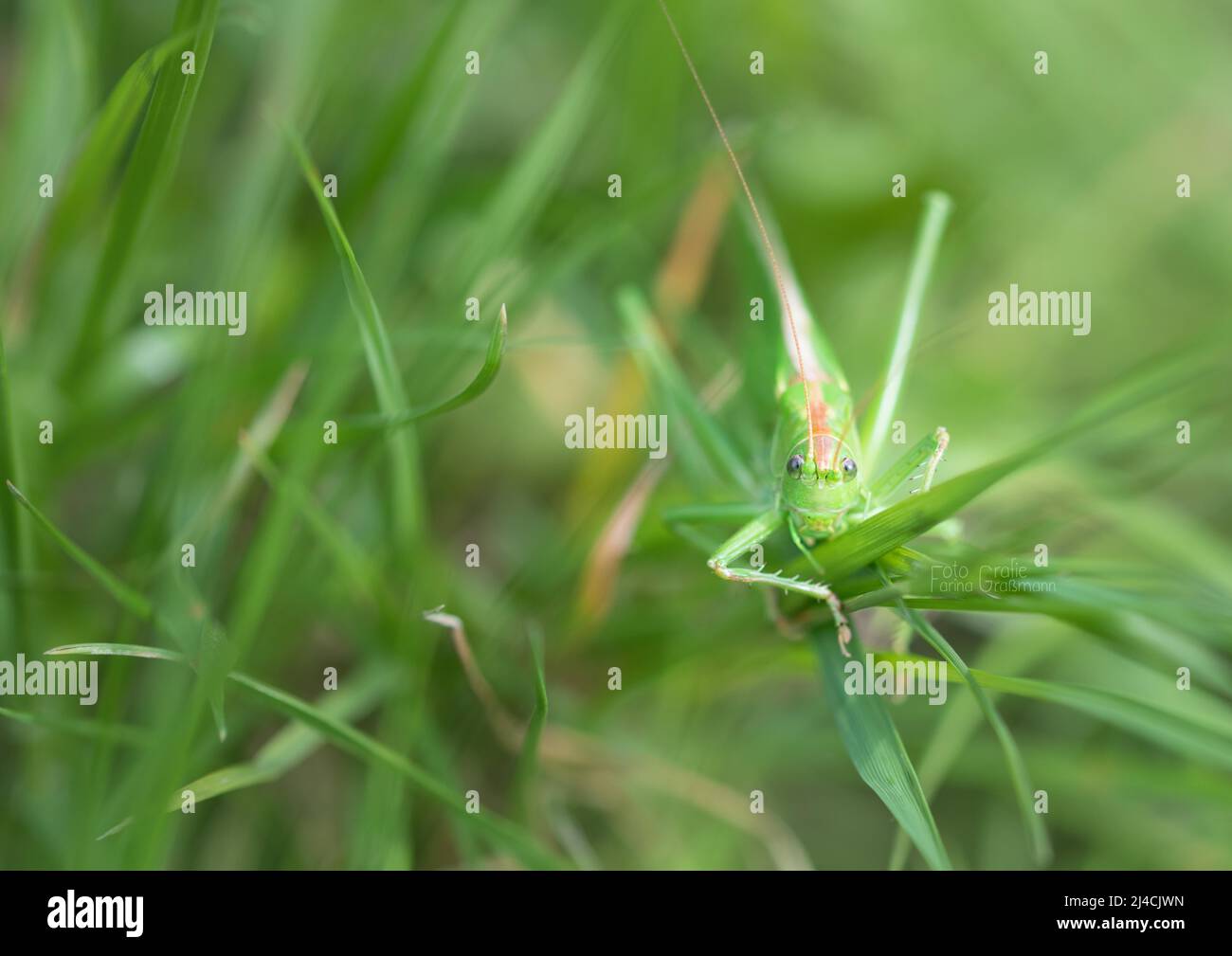 Great green bush cricket (Tettigonia viridissima), female, climbing