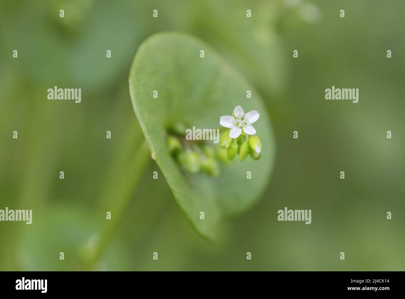 Miner's lettuce (Claytonia perfoliata), growing in the garden and flowering, close-up, Diersfordt, Germany Stock Photo