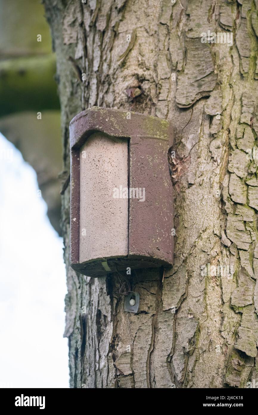 Treecreeper (Certhiidae), special nesting site with entrance side on the side of the tree trunk, nature conservation, Germany Stock Photo