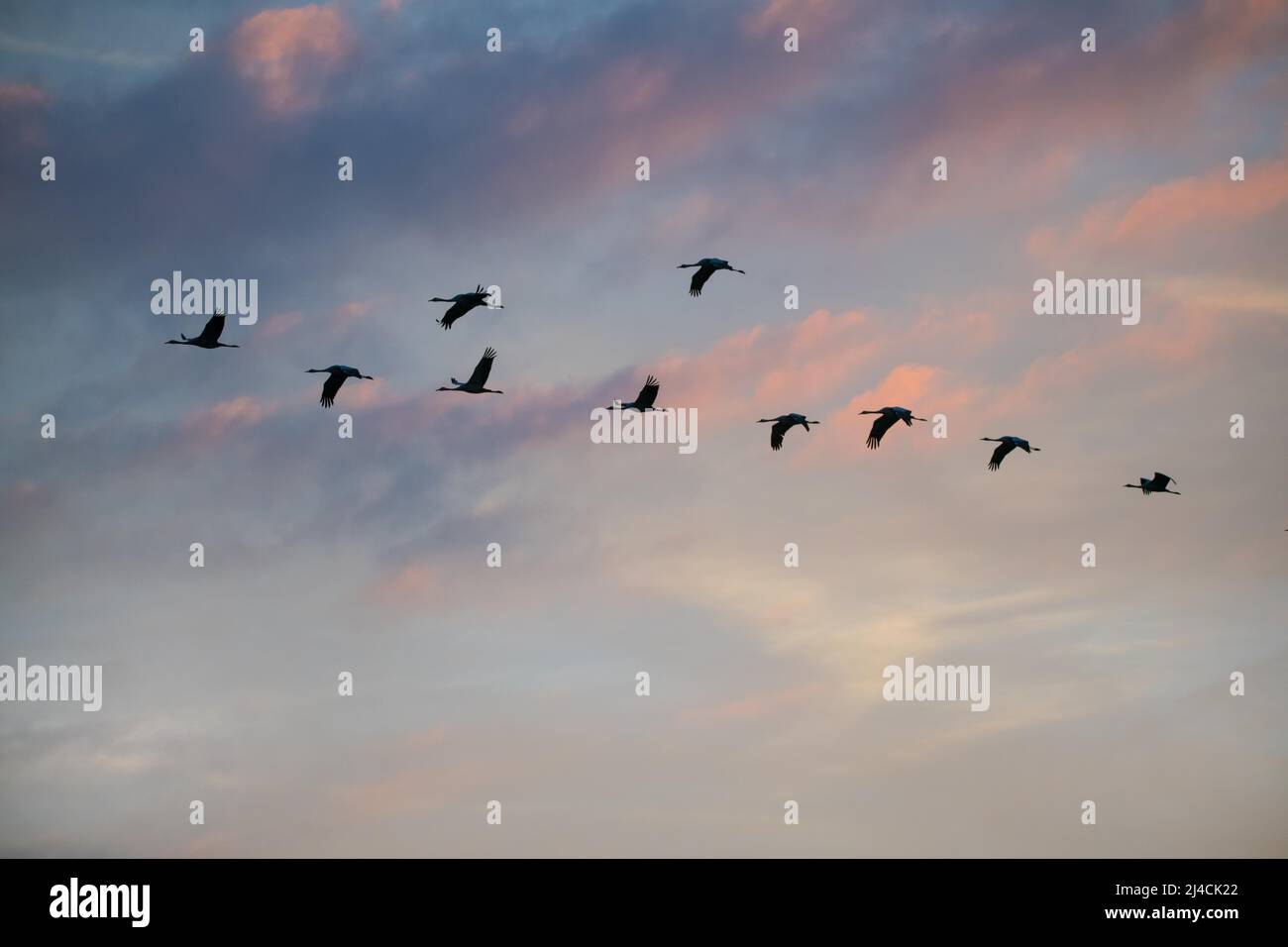 Common crane (Grus grus), a group of birds flying in the evening sky romantically coloured by the sun, Lower Saxony Stock Photo