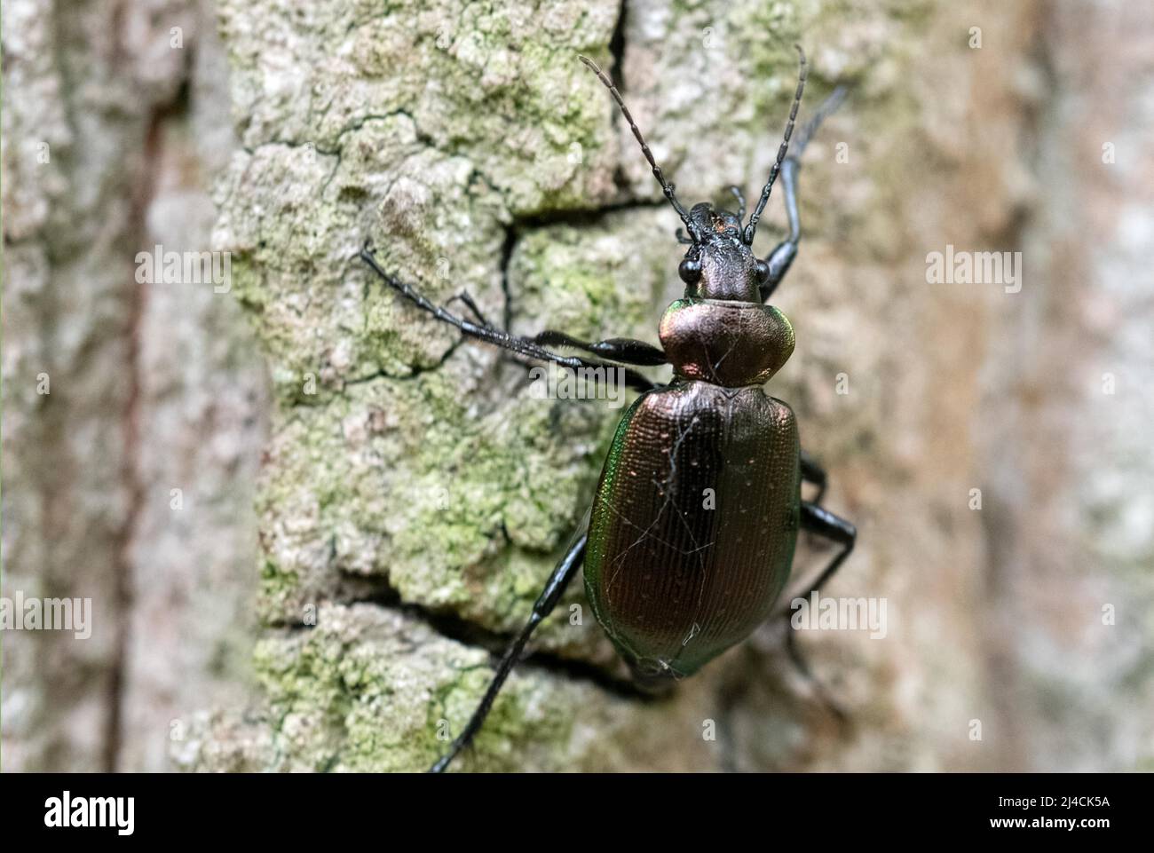 Caterpillar-hunter (Calosoma inquisitor), beetle sitting on a tree trunk, Diesfordter Wald, North Rhine-Westphalia Stock Photo