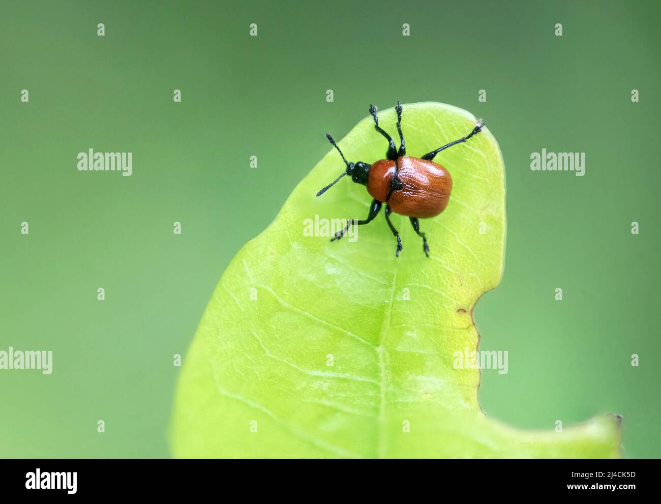 Oak leaf roller (Attelabus nitens), beetle crawling over oak leaf, Diesfordter Wald, North Rhine-Westphalia Stock Photo