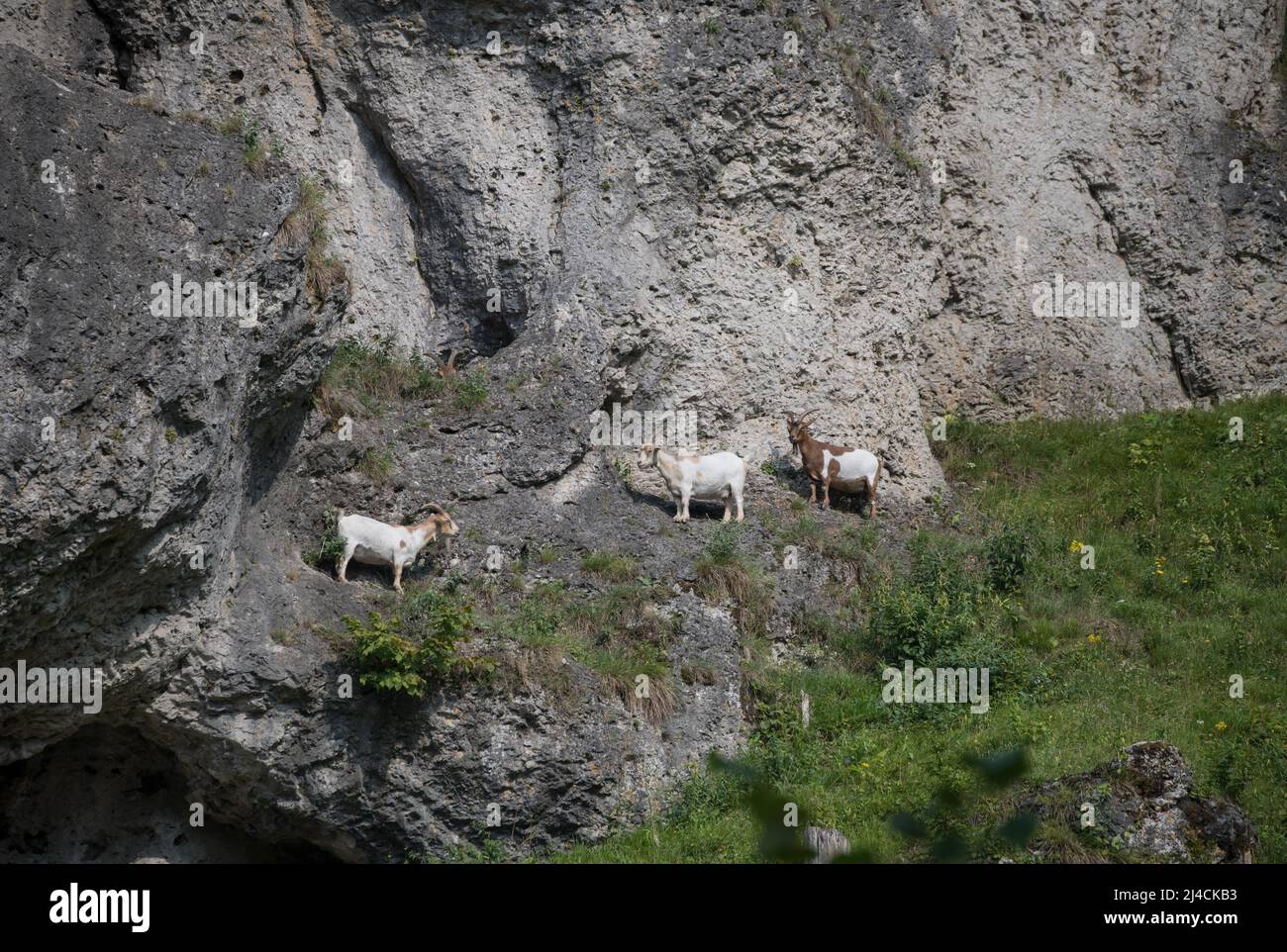 Dry slopes with juniper and boulders near Pottenstein, in beautiful sunshine, free-range goat standing on rock, Pottenstein, Bavaria Stock Photo