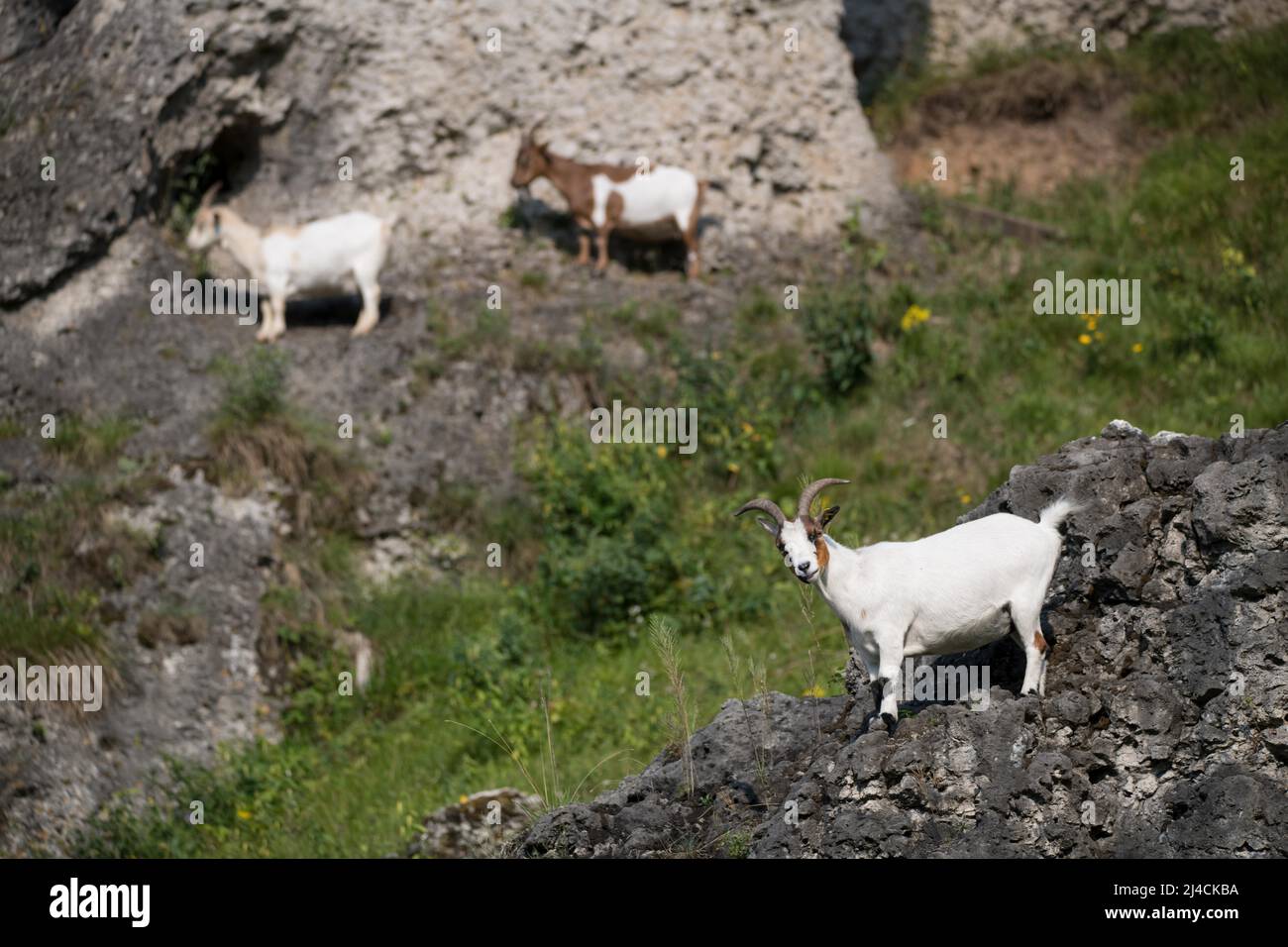 Dry slopes with juniper and boulders near Pottenstein, in beautiful sunshine, free-range goat standing on rock, Pottenstein, Bavaria Stock Photo